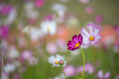Beautiful natural colorful flowers in the garden,select focus.
