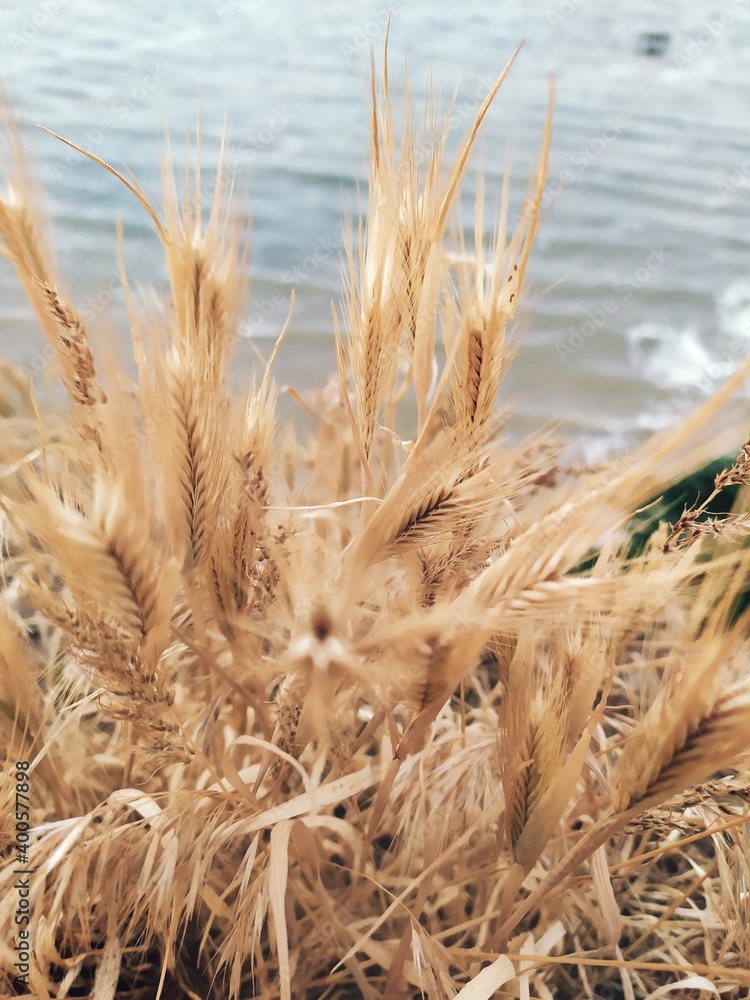 Fototapeta premium ears of wheat