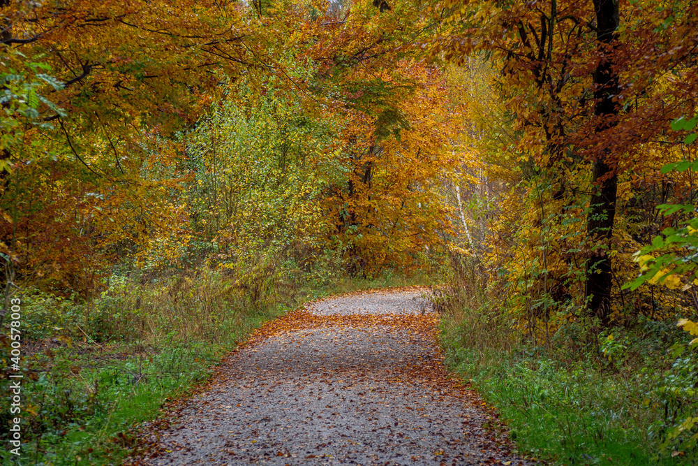 Wanderweg durch einen Wald im Herbst, Bayern, Deutschland