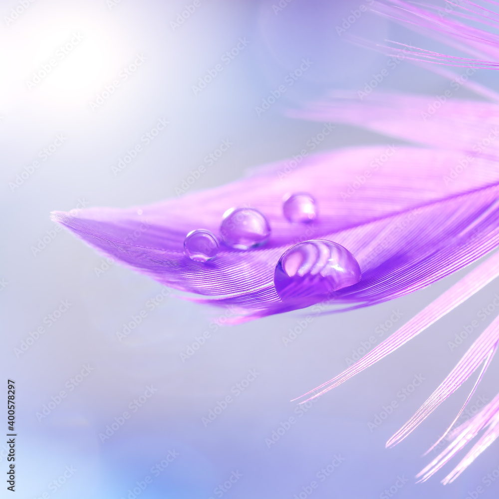 Obraz premium Close-up of a drop of water on a purple feather. Delicate abstract image. Beautiful stylish glamorous macro. Selective focus.
