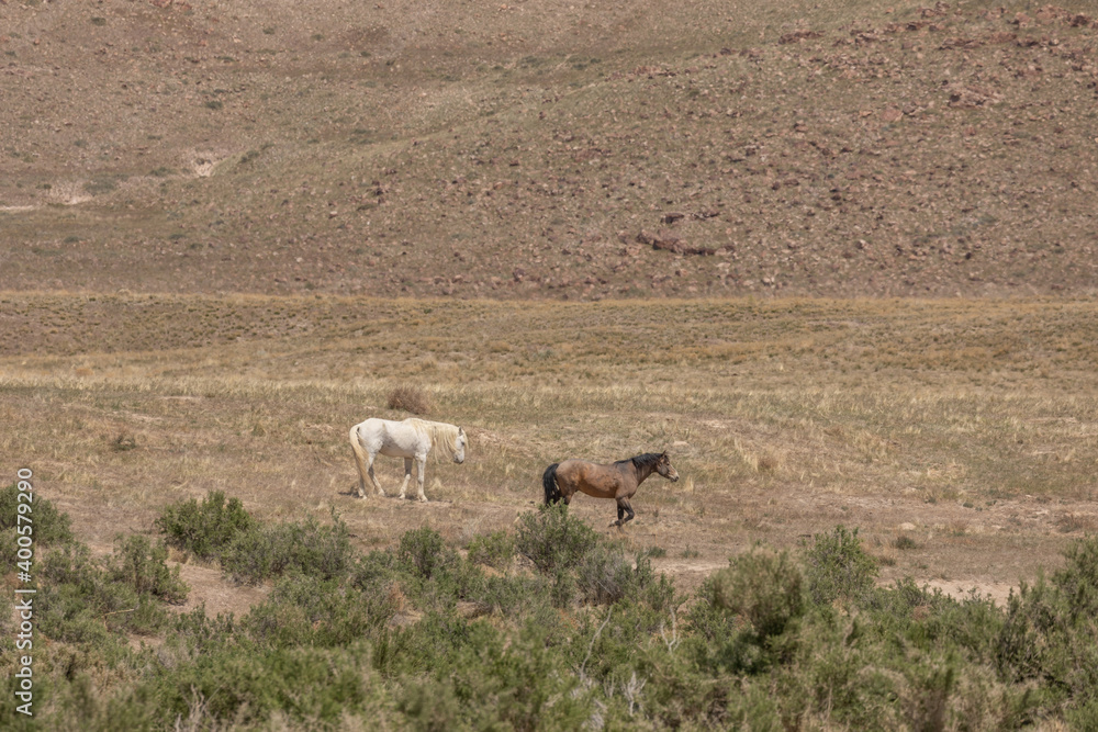Fototapeta premium Wild Horses in Spring in the Utah Desert