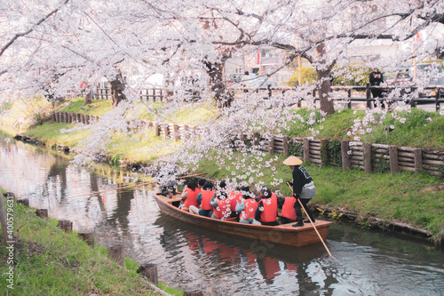 Obraz na płótnie 新河岸川の桜まつり