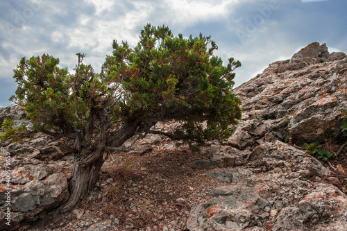 pine tree in the mountains