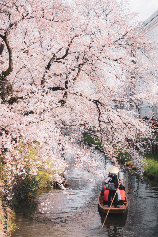 Fototapeta premium 新河岸川の桜まつり