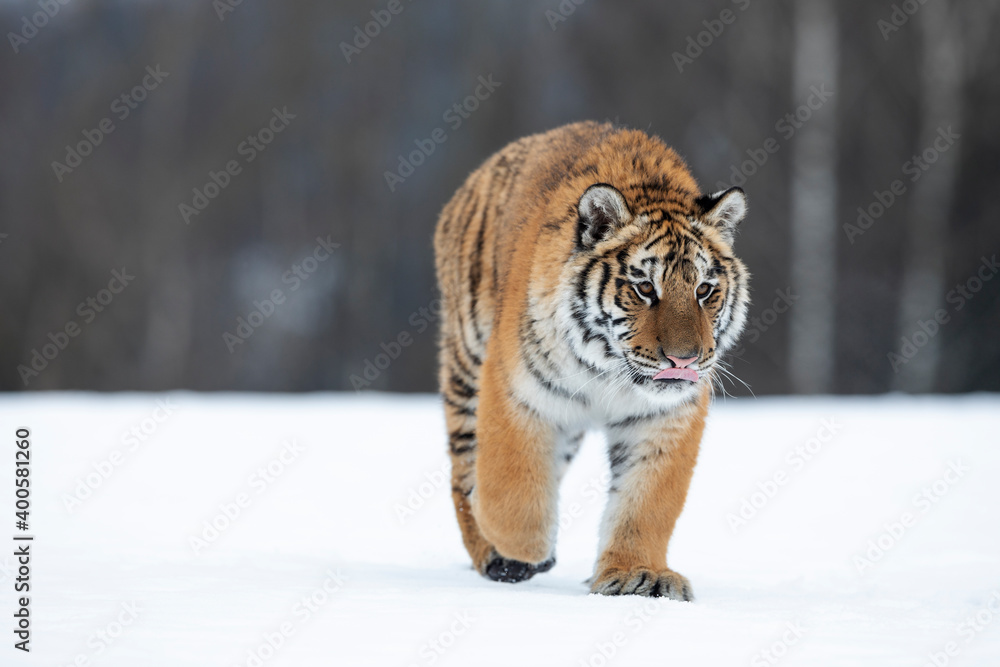 Obraz premium young siberian/bengal tiger
