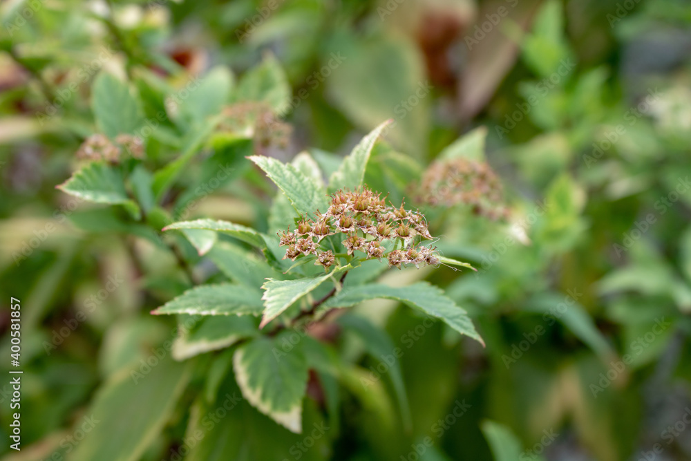 Ornamental shrub on the southern coast of the Caucasus on a sunny day. Russia, Sochi. Ornamental shrub on the southern coast of the Caucasus on a sunny day. Russia, Sochi.
