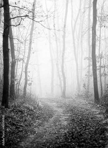 Foggy forest in winter in black and white