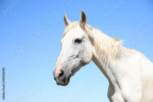 Grey horse outdoors on sunny day, closeup. Beautiful pet