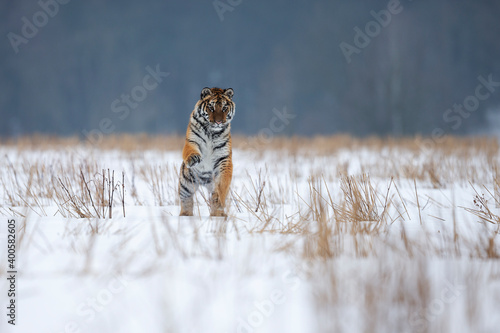 young siberian/bengal tiger © Ondrej