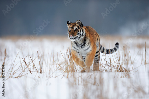 young siberian/bengal tiger