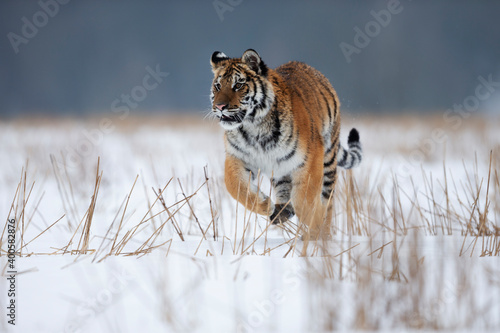 young siberian/bengal tiger © Ondrej