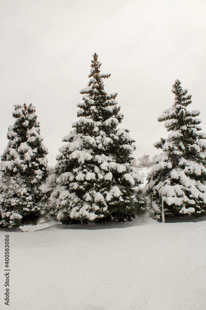 Fototapeta premium Winter landscape with snow-covered fir trees. Pines under the snow in winter