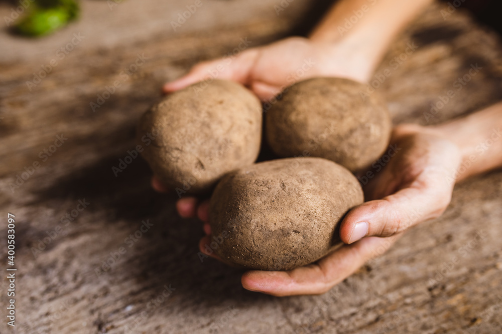 Contadino tiene in mano patate biologiche appena raccolte Contadino tiene in mano patate biologiche appena raccolte