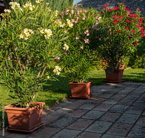 Nice oleanders in the garde...