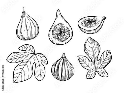 Fig illustration. Hand drawn sketch converted to vector.