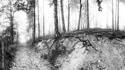 Foggy forest in winter