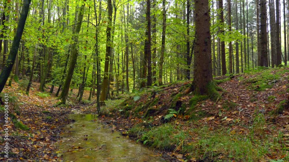 .Brook flows through a forest, Bavaria, Germany .Brook flows through a forest, Bavaria, Germany