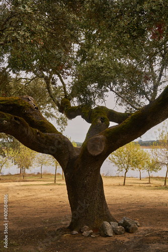 Cork trees in autumn fall in beautiful Alentejo nature landscape in Divor Dam, Portugal photo