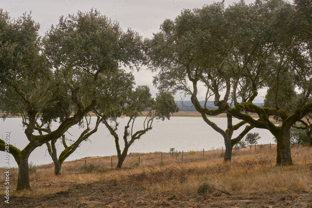 Cork trees in autumn fall in beautiful Alentejo nature landscape in Divor Dam, Portugal Cork trees in autumn fall in beautiful Alentejo nature landscape in Divor Dam, Portugal