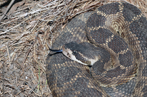 A Northern Pacific Rattlesnake (Crotalus oreganus) lies coiled on the ground. It is flicking its black-and-blue tongue out to sense the world around it. 