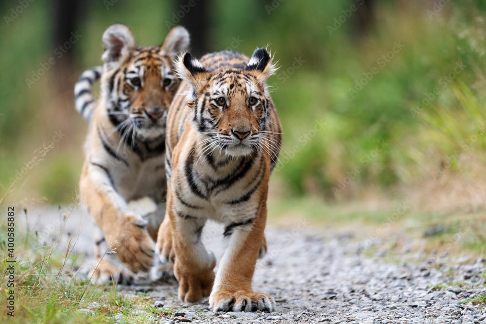Obraz premium young siberian/bengal tiger