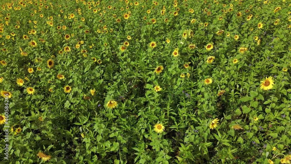 Sunflowers (Helianthus annuus), Bavaria, Germany Sunflowers (Helianthus annuus), Bavaria, Germany