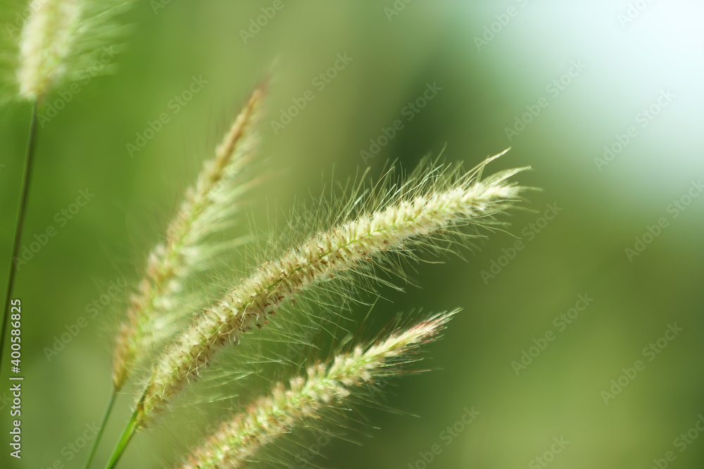 Closeup nature view of grass flowers on blurred greenery background in garden, Green nature background, Nature spring grass background texture
