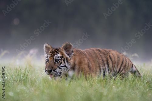 young siberian/bengal tiger