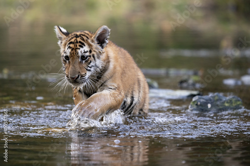 young siberian/bengal tiger