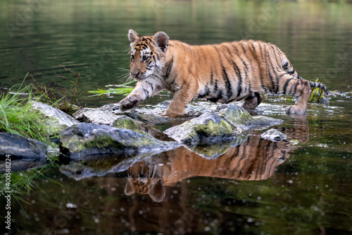 young siberian/bengal tiger