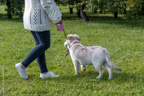 Young happy labrador dog walks on a leash on a green grass in a city park on a sunny day with his owner. The puppy is about 5 months old. Pets theme. 