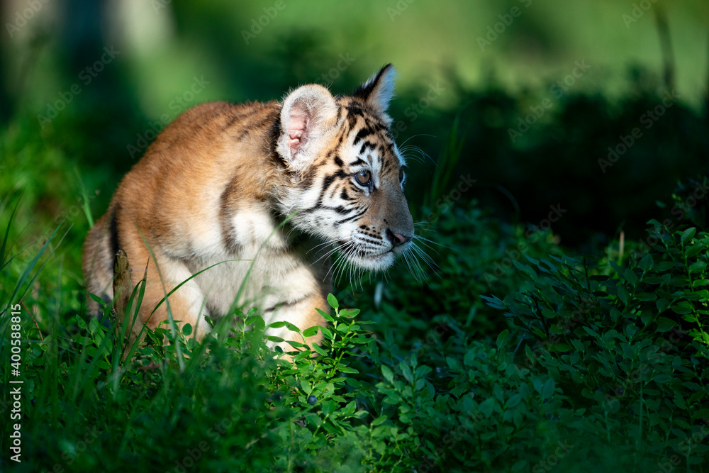 young siberian/bengal tiger young siberian/bengal tiger
