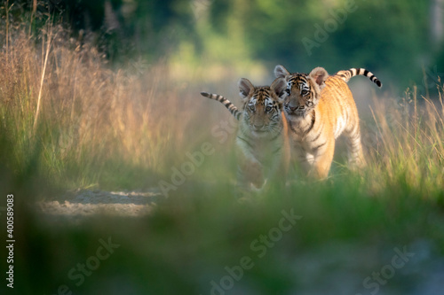 Quadro su tela young siberian/bengal tiger