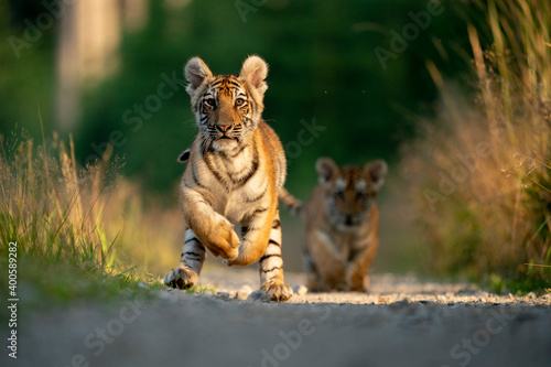 young siberian/bengal tiger