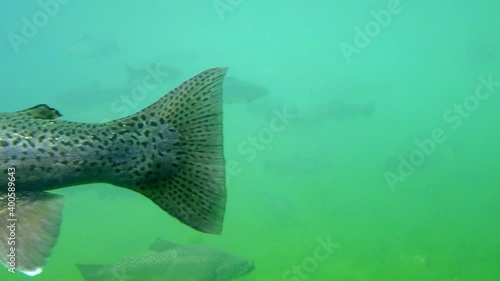 Trout swimming in the water, Bavaria, Germany photo