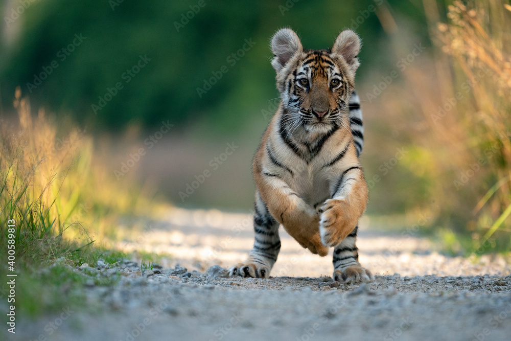 Fototapeta premium young siberian/bengal tiger