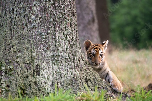 young siberian/bengal tiger