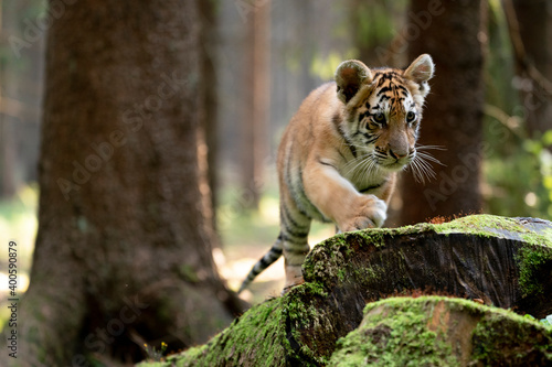 young siberian/bengal tiger