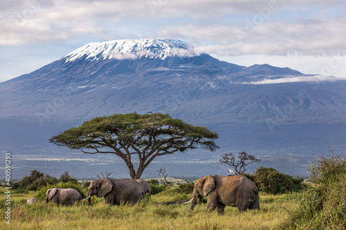 Mt Kilimanjaro with snow and elephants in foreground...iconic Africa. photo