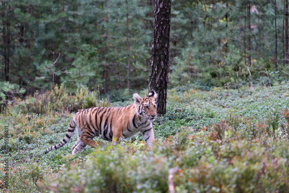 Fototapeta premium young siberian/bengal tiger