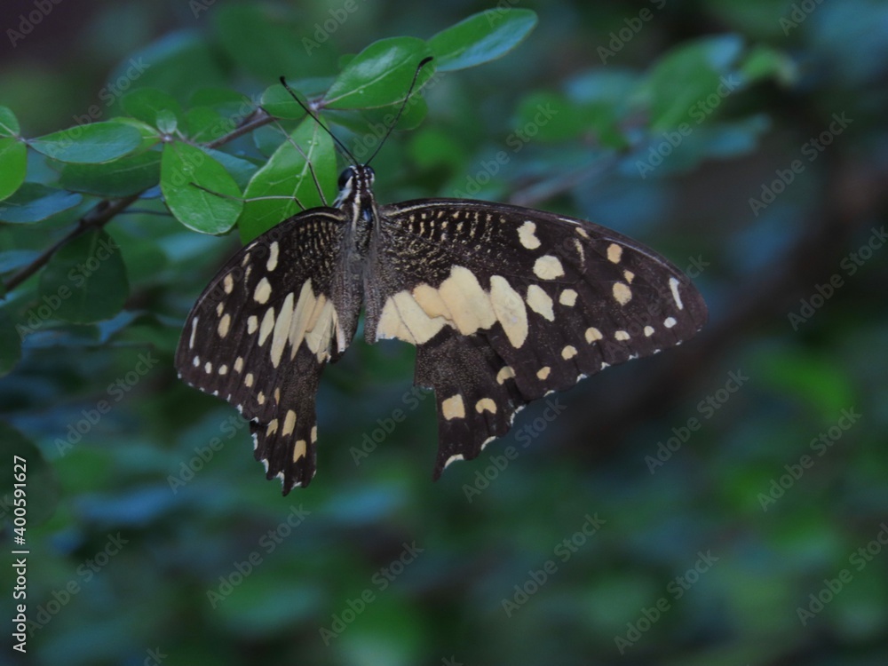 Fototapeta premium butterfly