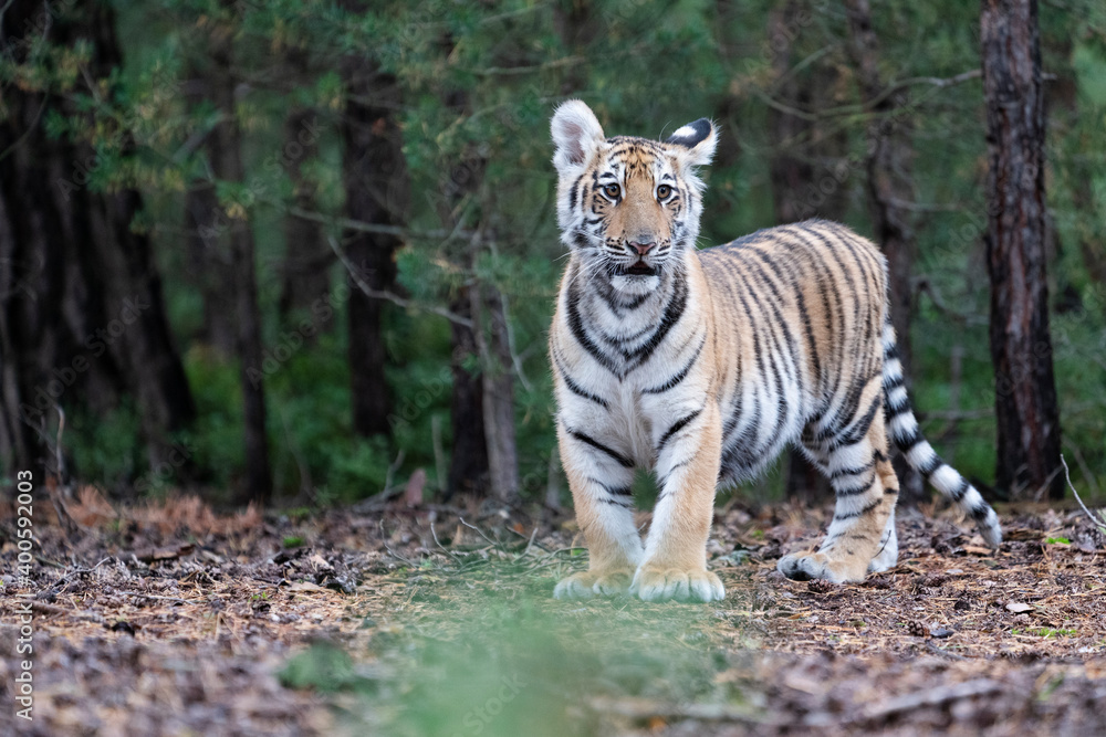 Fototapeta premium young siberian/bengal tiger