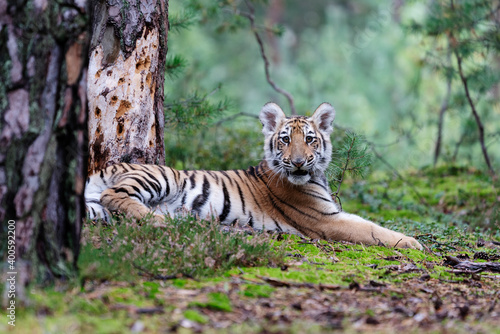 young siberian/bengal tiger