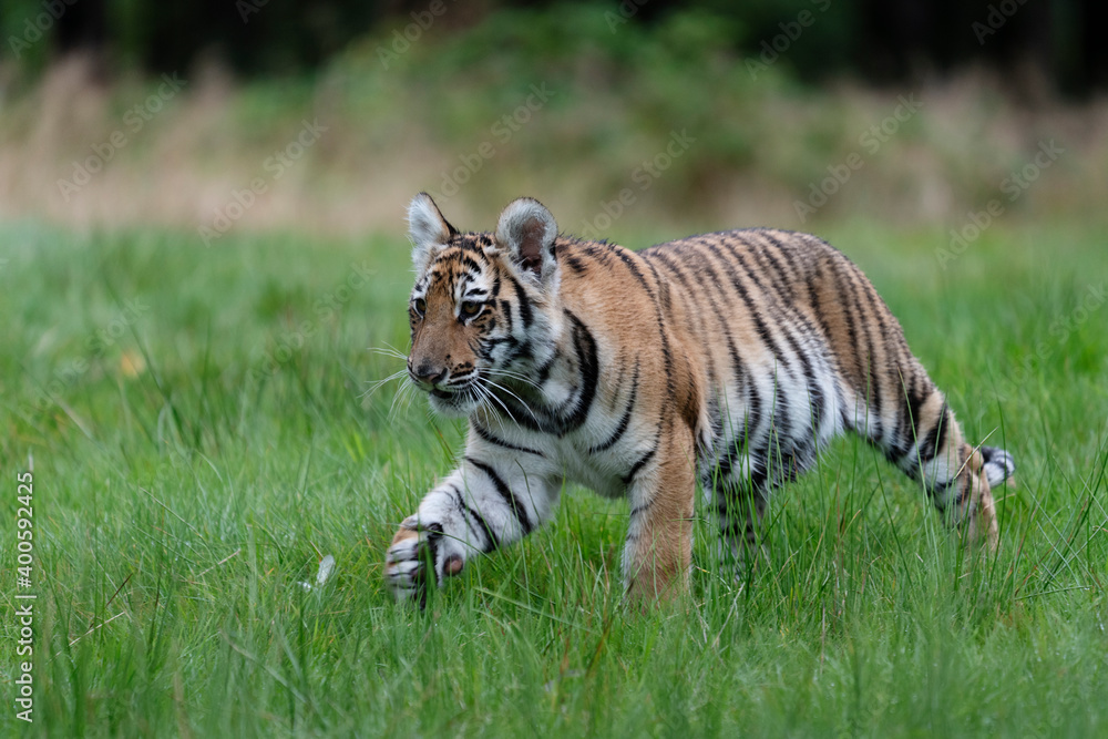 Obraz premium young siberian/bengal tiger