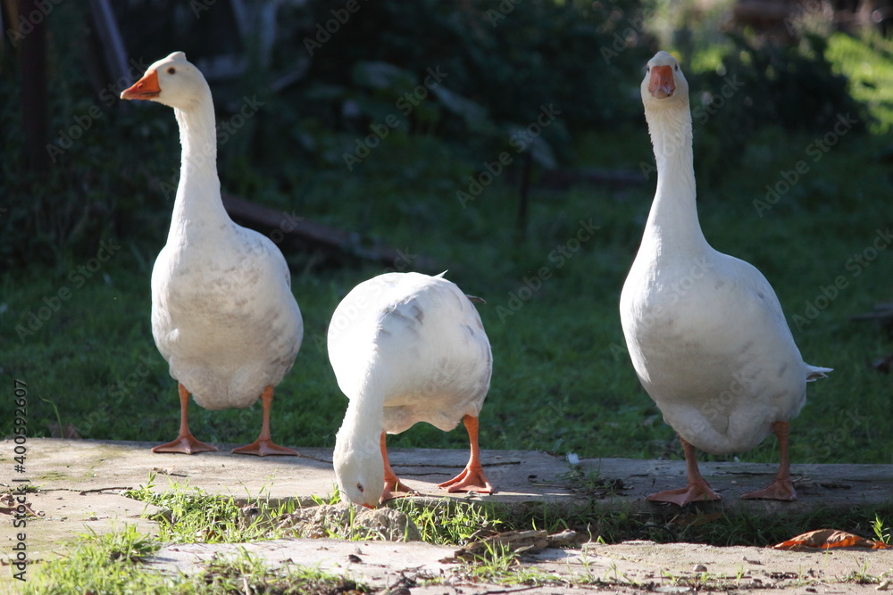goose8 goose8