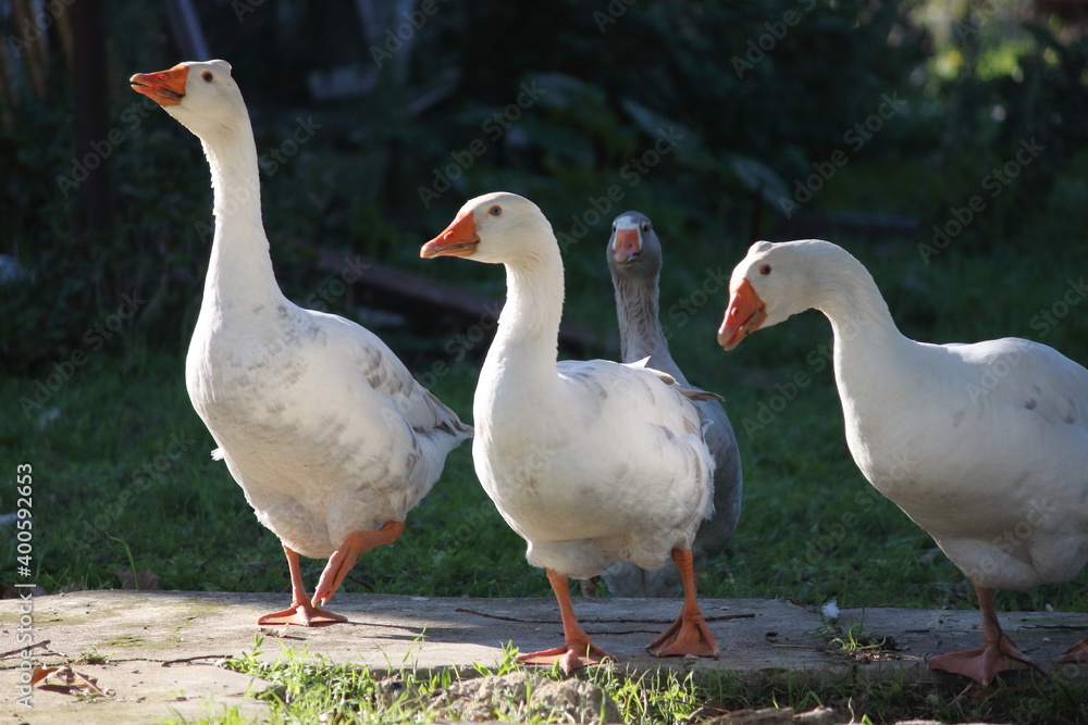 Obraz premium goose7