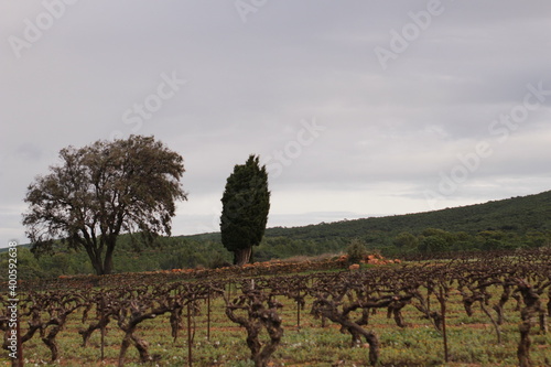 PAYSAGE  de saint andre de roquelongue photo