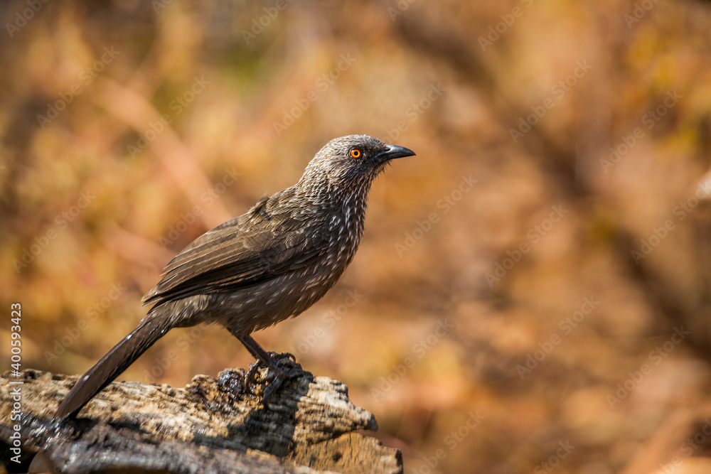 Arrow marked Babbler standing on a log with fall colors background in Kruger National park, South Africa ; Specie Turdoides jardineii family of Leiothrichidae Arrow marked Babbler standing on a log with fall colors background in Kruger National park, South Africa ; Specie Turdoides jardineii family of Leiothrichidae