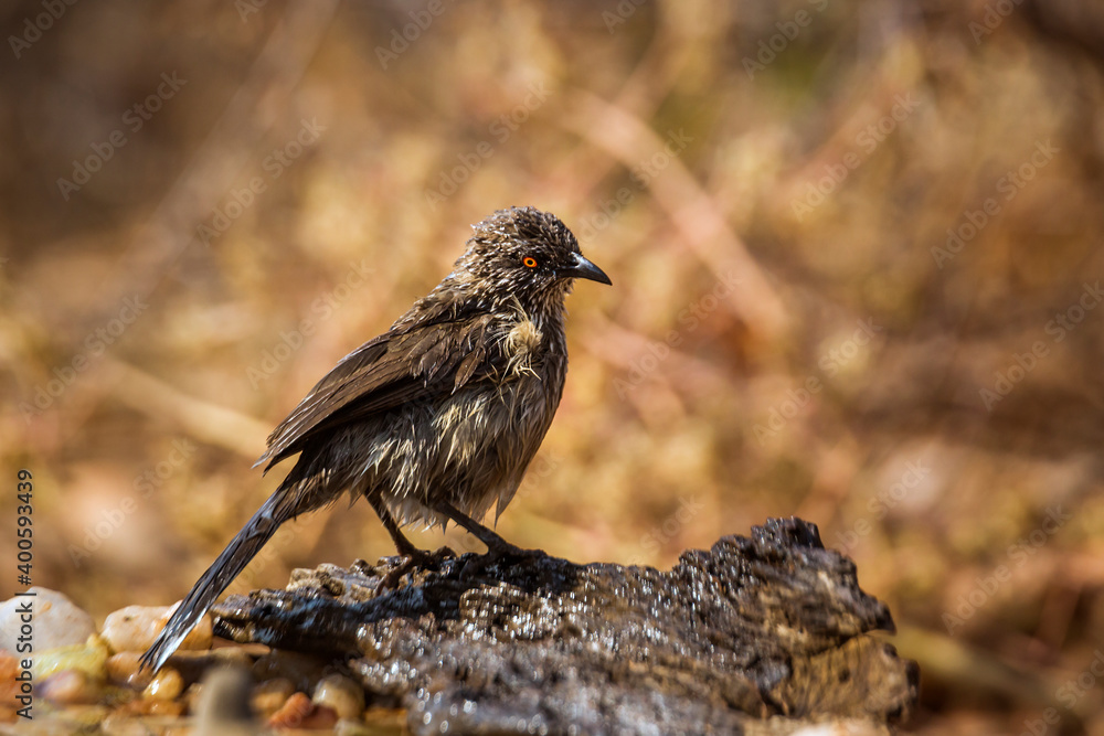 Fototapeta premium Arrow marked Babbler shaking feather after bath in Kruger National park, South Africa ; Specie Turdoides jardineii family of Leiothrichidae