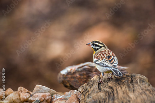 African Golden breasted Bunting standing on a log with natural background in Kruger National park, South Africa ; Specie Fringillaria flaviventris family of Emberizidae photo